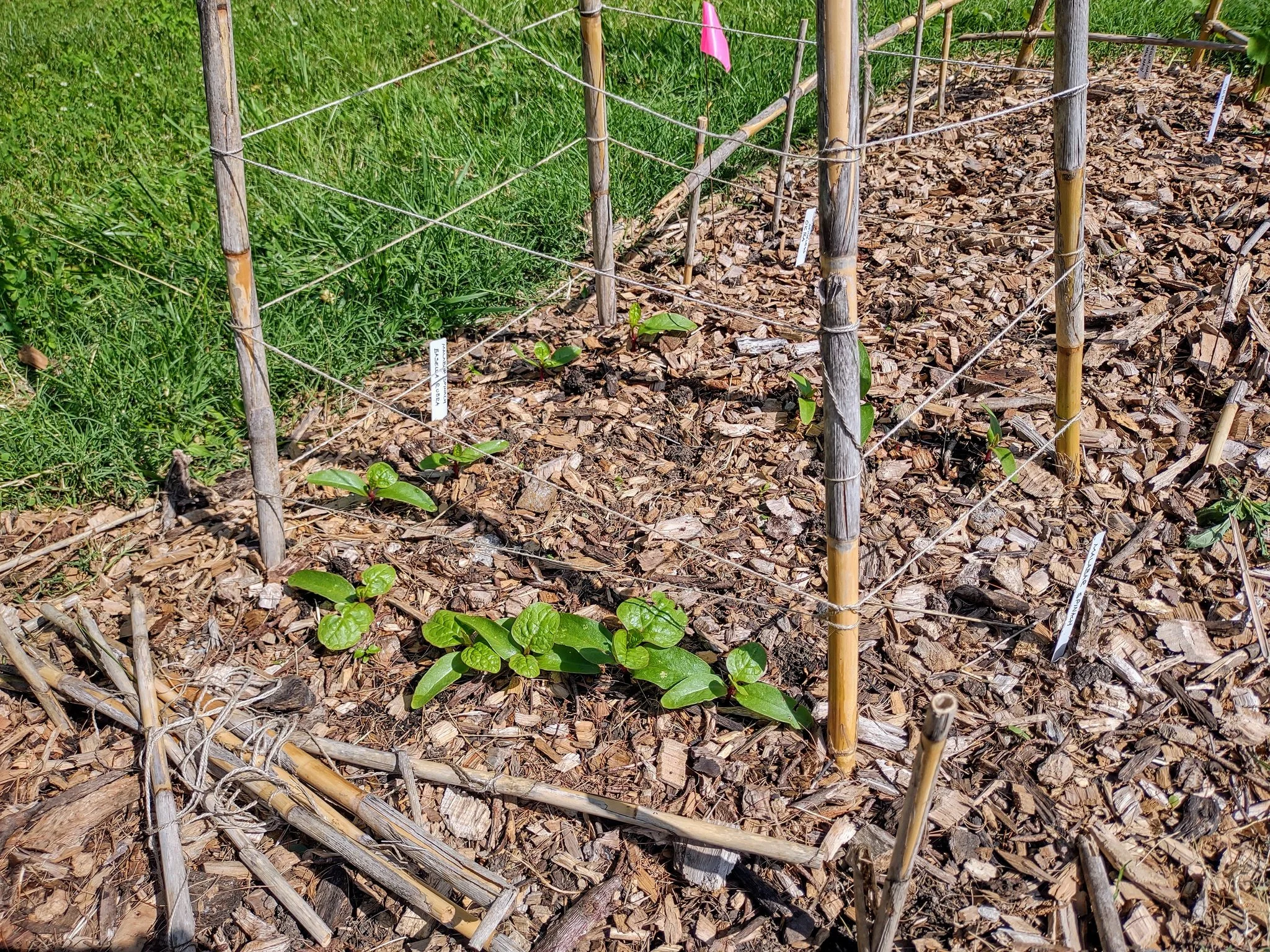 Basella rubra, sprouting.