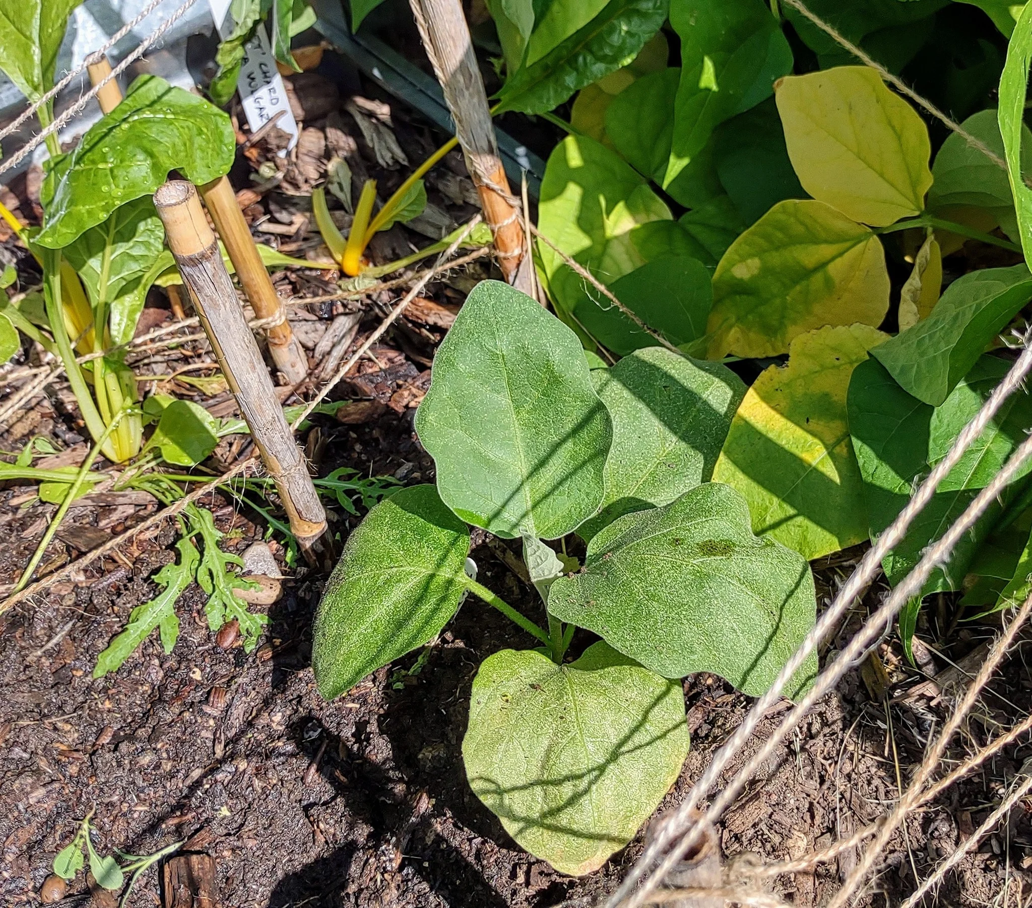 Malabar spinach, thriving!