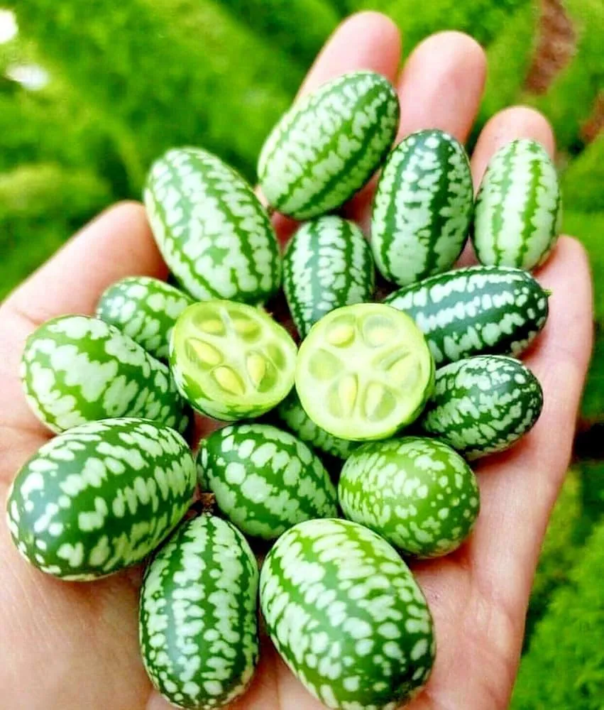 A hand holding tiny melons